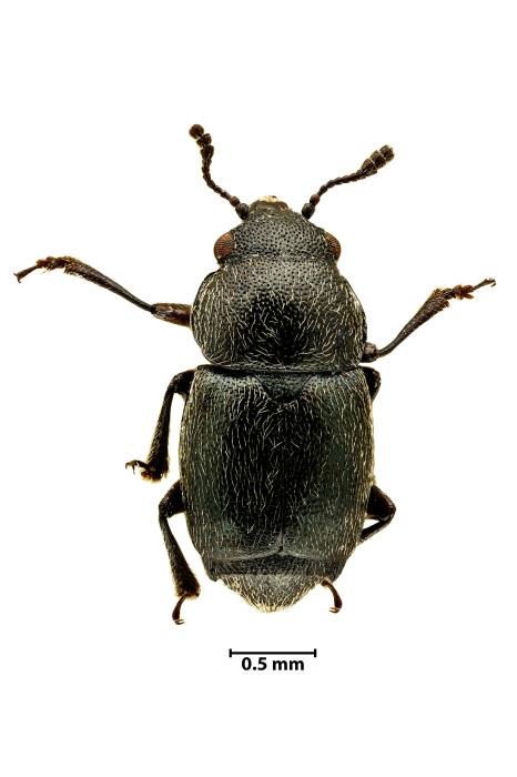 Brachypterus glaber (Newman, 1834)