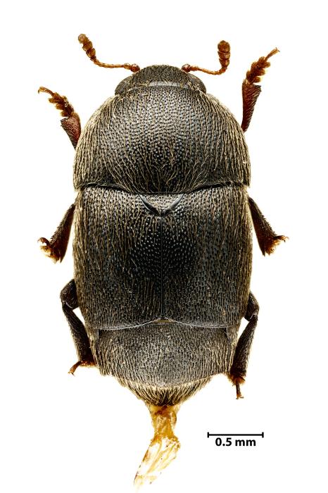 Brachypterolus pulicarius (Linnaeus, 1758)