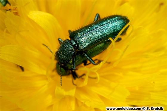 Psilothrix viridicoerulea (Geoffroy, 1785)