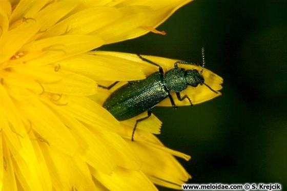 Psilothrix viridicoerulea (Geoffroy, 1785)