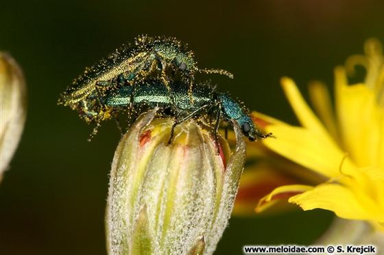Psilothrix viridicoerulea (Geoffroy, 1785)