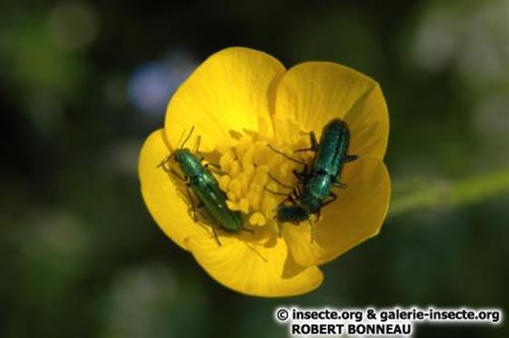 Psilothrix viridicoerulea (Geoffroy, 1785)