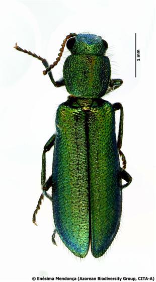Psilothrix viridicoerulea (Geoffroy, 1785)