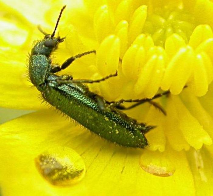 Psilothrix viridicoerulea (Geoffroy, 1785)