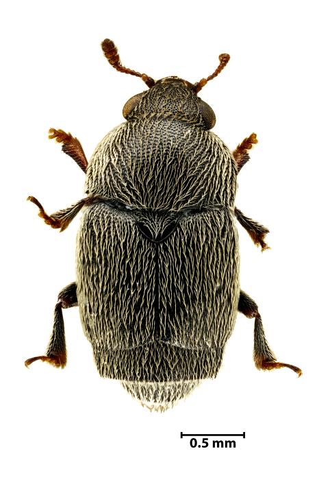 Brachypterolus antirrhini (Murray, 1864)