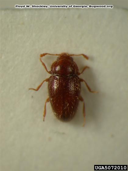 Mycetaea subterranea (Fabricius, 1801)