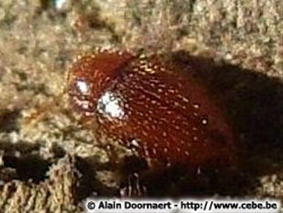 Mycetaea subterranea (Fabricius, 1801)