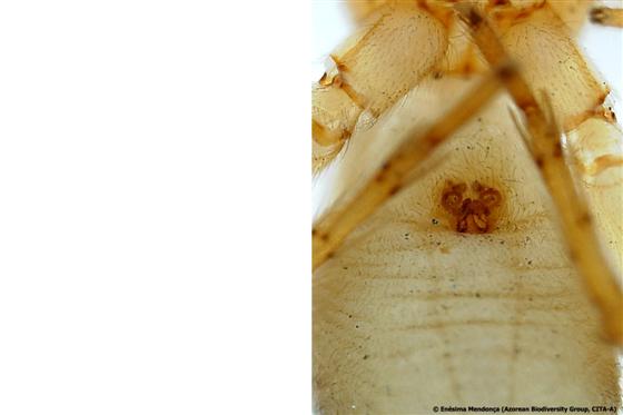 Epiginia femenina / © Enésima Mendonça