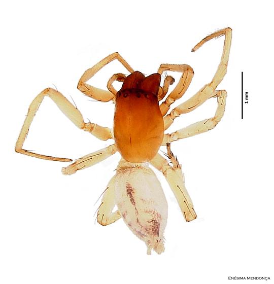 Macho / © Enésima Mendonça