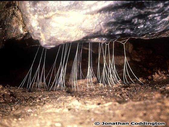 © Jonathan Coddington