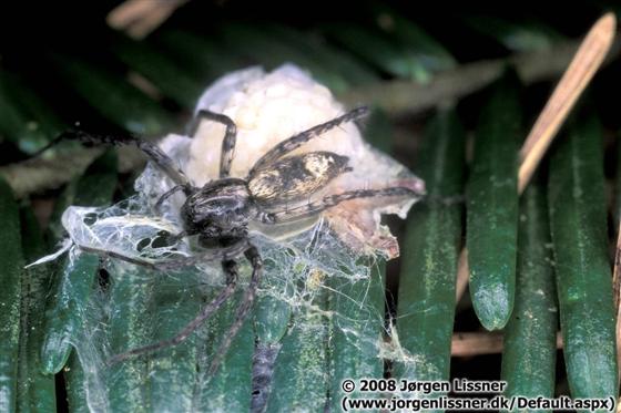 Anyphaena accentuata (Walckenaer, 1802)