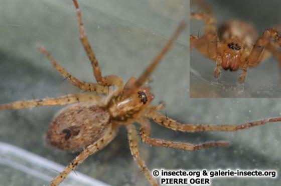 Anyphaena accentuata (Walckenaer, 1802)