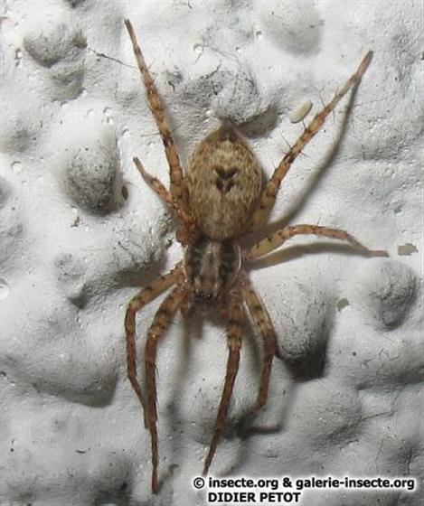 Anyphaena accentuata (Walckenaer, 1802)