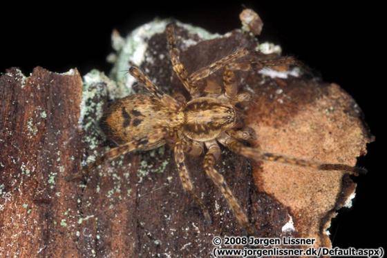Anyphaena accentuata (Walckenaer, 1802)