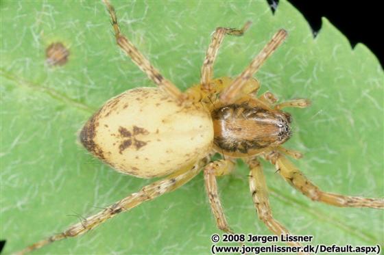 Anyphaena accentuata (Walckenaer, 1802)