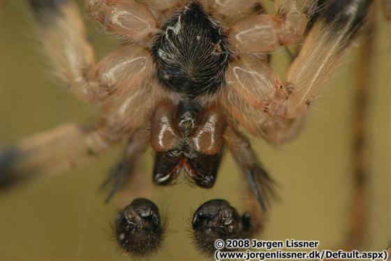 Anyphaena accentuata (Walckenaer, 1802)
