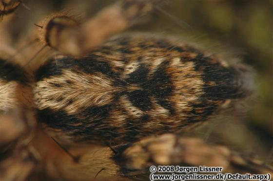 Anyphaena accentuata (Walckenaer, 1802)