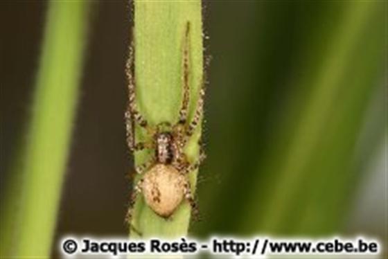 Anyphaena accentuata (Walckenaer, 1802)