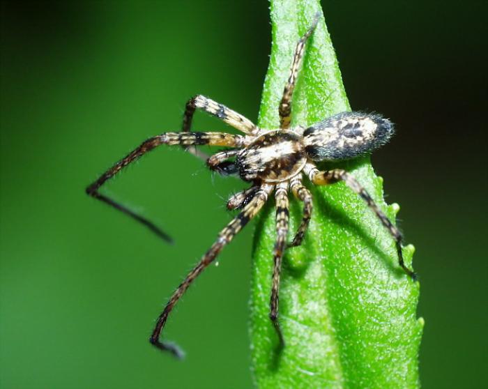 Anyphaena accentuata (Walckenaer, 1802)