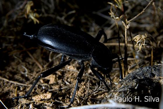 © Paulo Henrique Silva