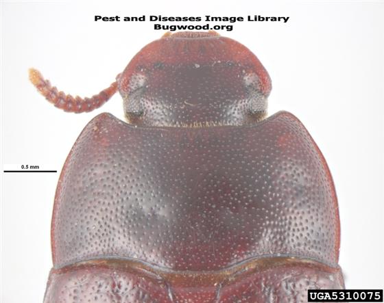 © Pest and Diseases Image Librar