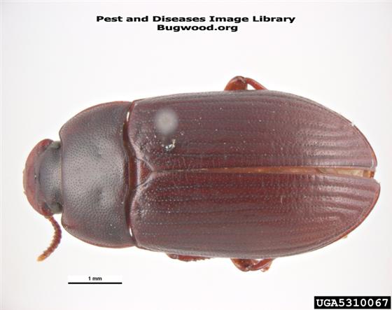 © Pest and Diseases Image Librar