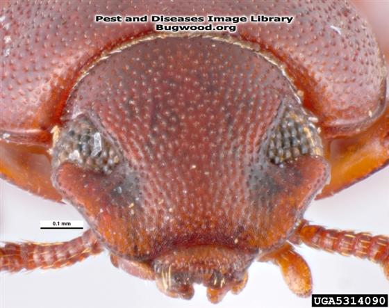 © Pest and Diseases Image Librar