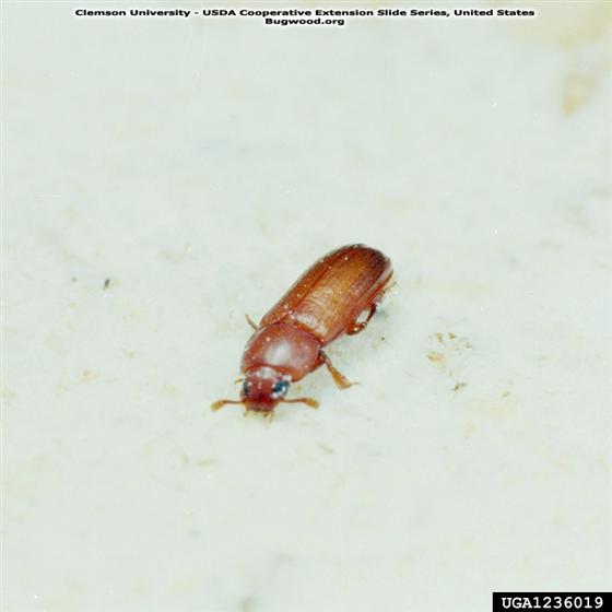 © Clemson University