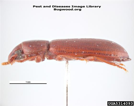 © Pest and Diseases Image Librar