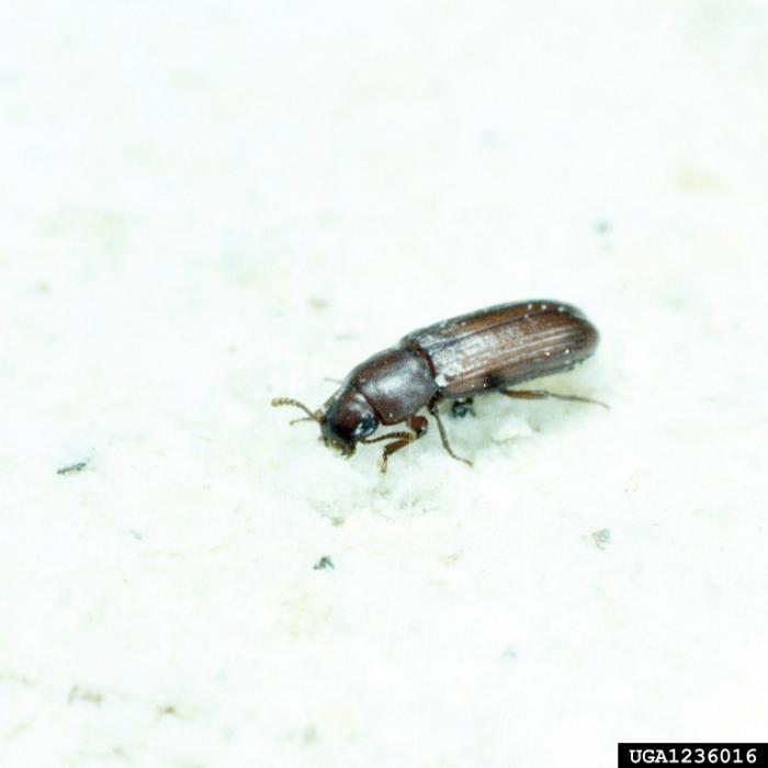 Adult / © Clemson University