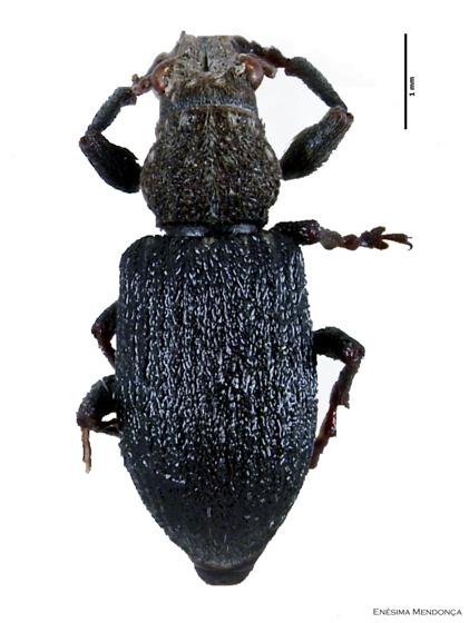 Coelositona puberulus (Reitter, 1903)