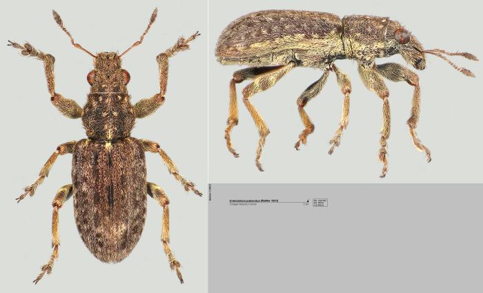 Coelositona puberulus (Reitter, 1903)