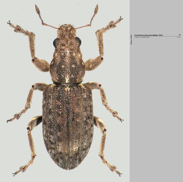 Coelositona puberulus (Reitter, 1903)