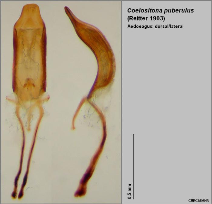 Coelositona puberulus (Reitter, 1903)