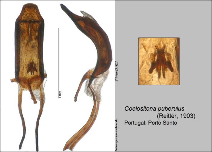 Coelositona puberulus (Reitter, 1903)