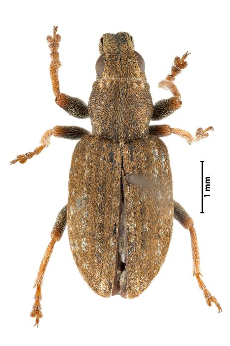 Coelositona puberulus (Reitter, 1903)