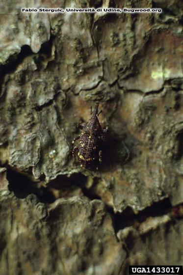 Pissodes castaneus (DeGeer, 1775)
