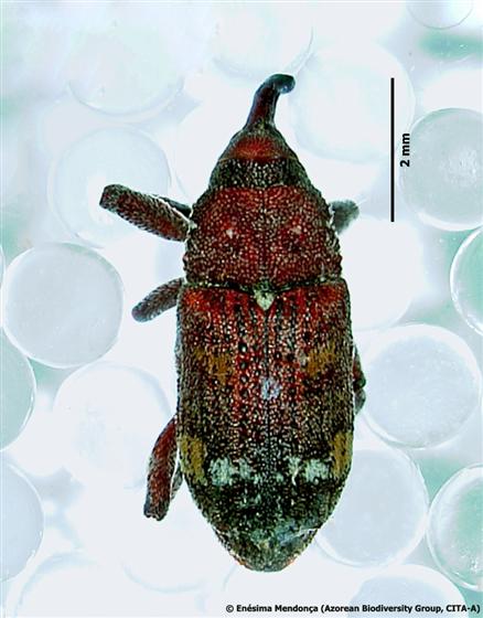 Pissodes castaneus (DeGeer, 1775)