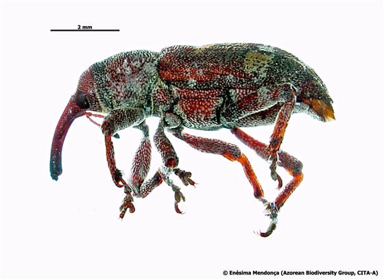 Pissodes castaneus (DeGeer, 1775)