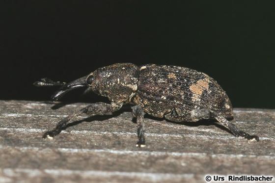 Pissodes castaneus (DeGeer, 1775)