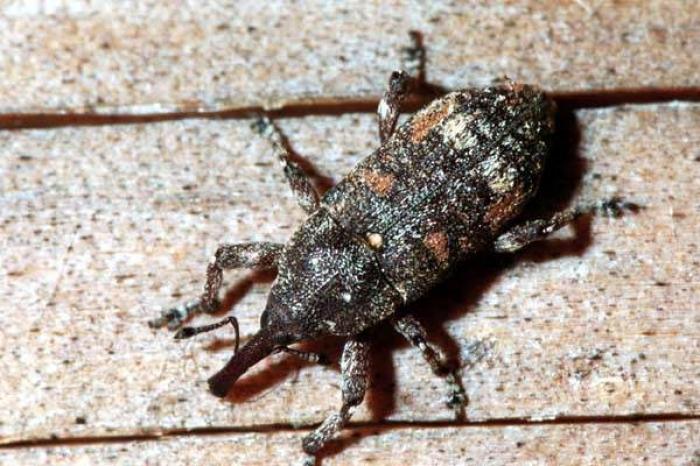 Pissodes castaneus (DeGeer, 1775)