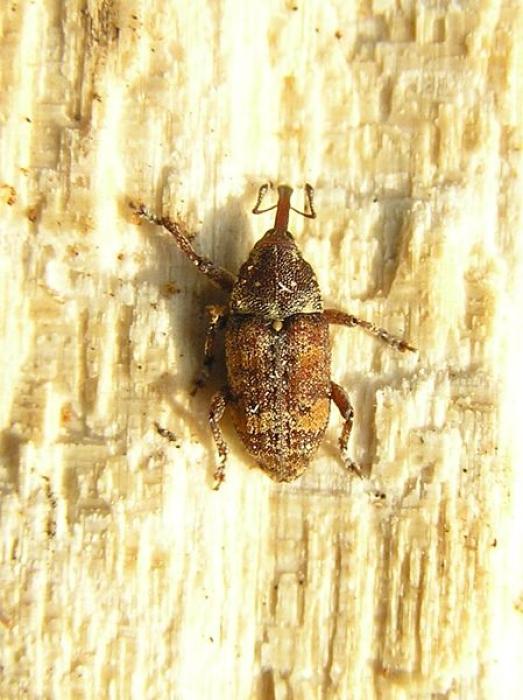 Pissodes castaneus (DeGeer, 1775)