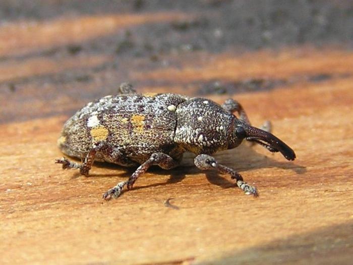 Pissodes castaneus (DeGeer, 1775)