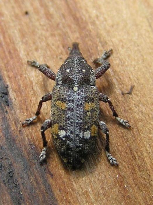 Pissodes castaneus (DeGeer, 1775)