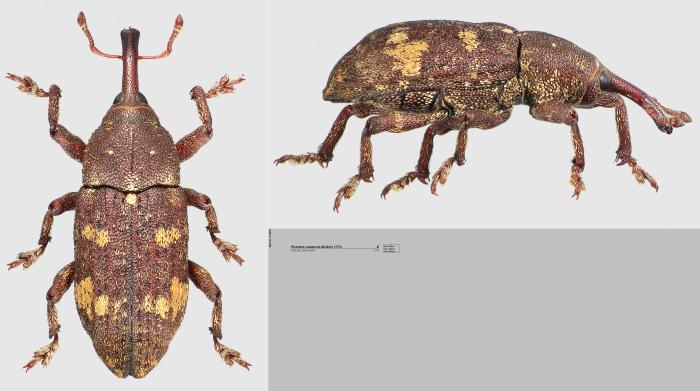 Pissodes castaneus (DeGeer, 1775)