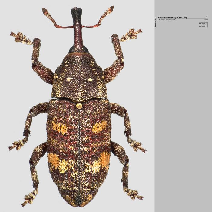 Pissodes castaneus (DeGeer, 1775)