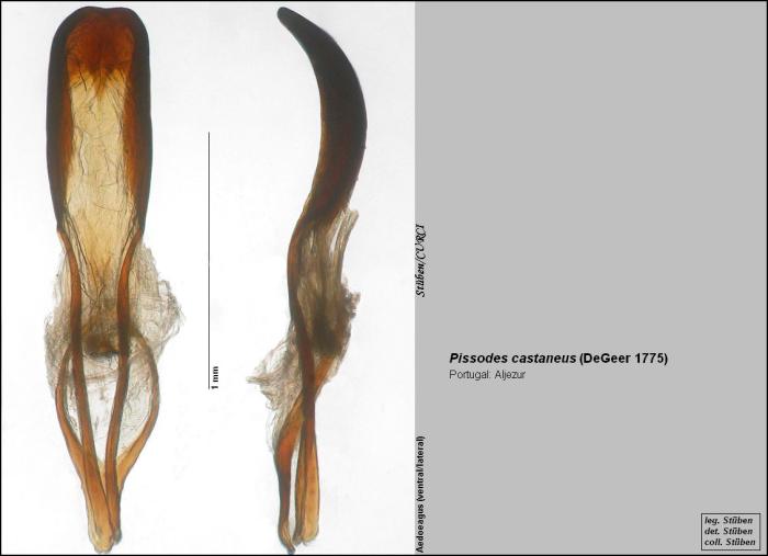 Pissodes castaneus (DeGeer, 1775)