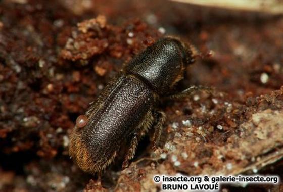 Hylurgus ligniperda (Fabricius, 1787)