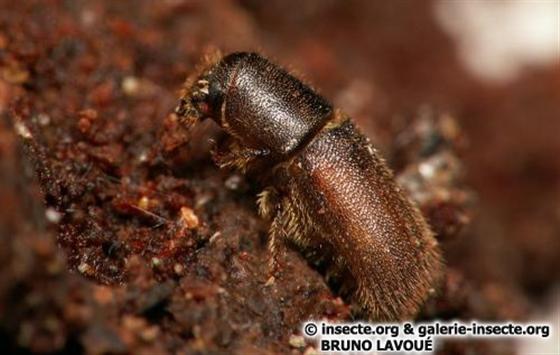 Hylurgus ligniperda (Fabricius, 1787)