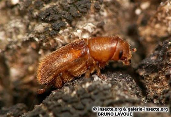 Hylurgus ligniperda (Fabricius, 1787)